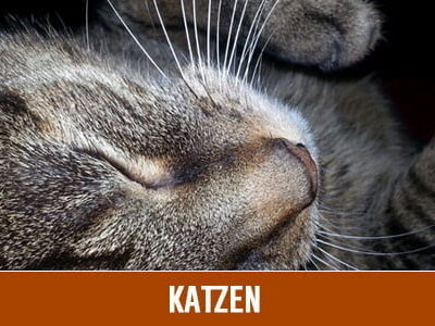 Katzen-Shop
