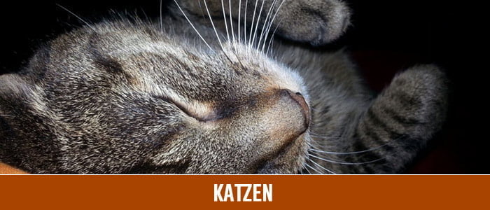 Accessoires und Artikel mit Katzen-Motiv