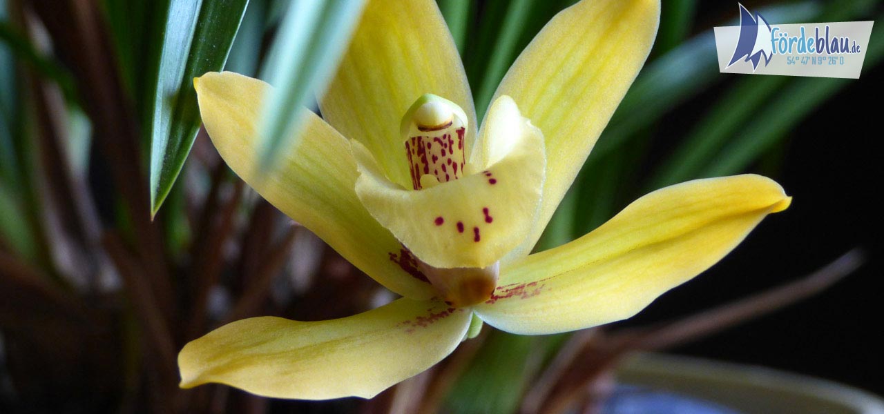 Orchideenblüge Gelb