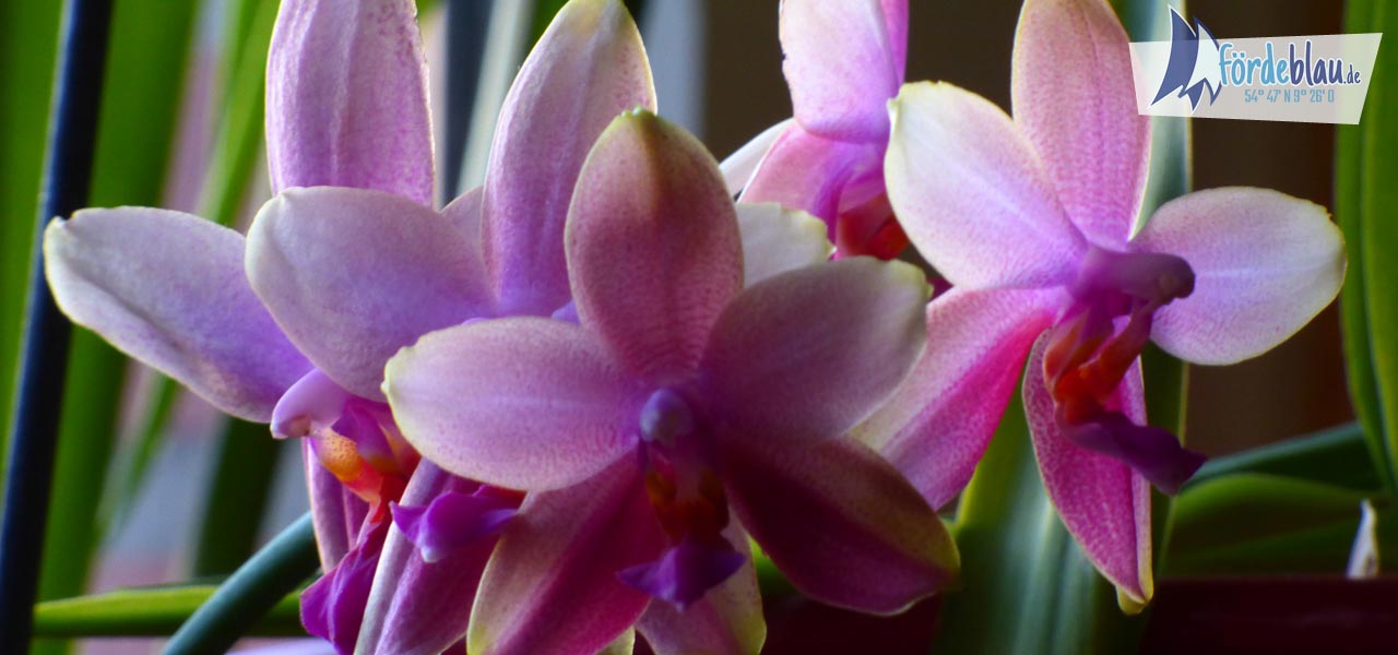 Orchideen für Leute die es pink mögen
