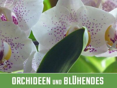 Orchideen und Blühendes