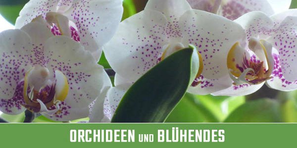 Orchideen und Blühendes