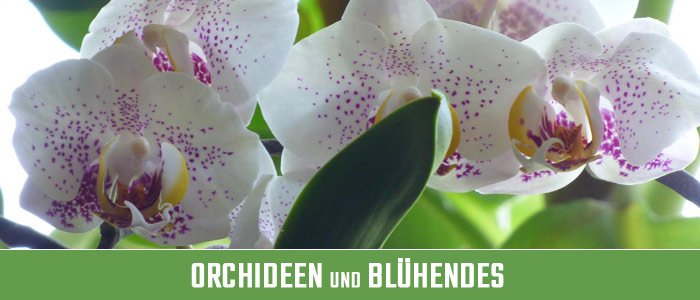 Orchideen und Blühendes Kategoriebild