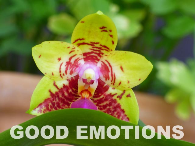 Orchideen Emotionen