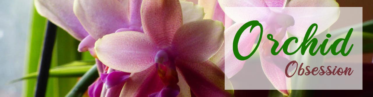 Schöne Produkte mit Orchideen-Motiv
